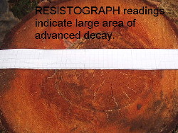 Resistograph results